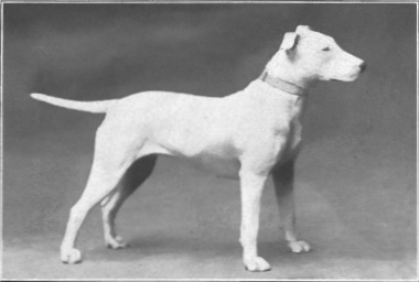 Bull_Terrier_from_1915