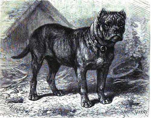 lydekkers-bulldog