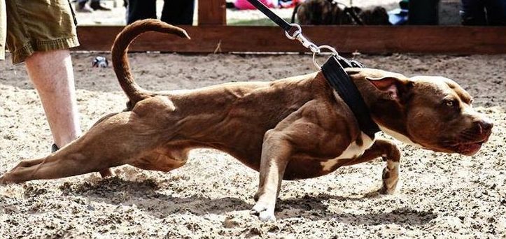 American Pit Bull Terrier Gladiador