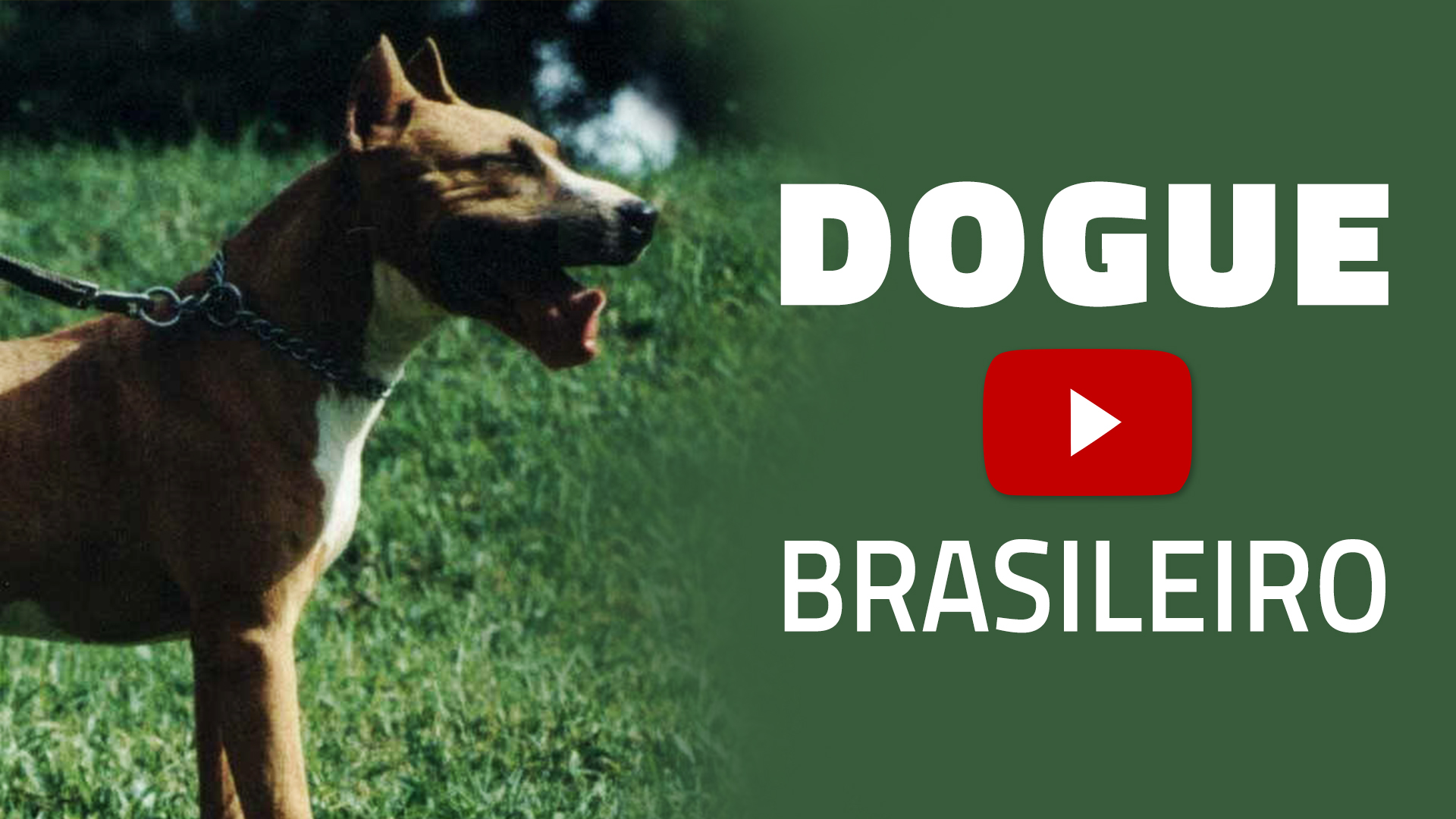 A Minha Opiniao Sobre O Nosso Dogue Brasileiro Bandog Brasil