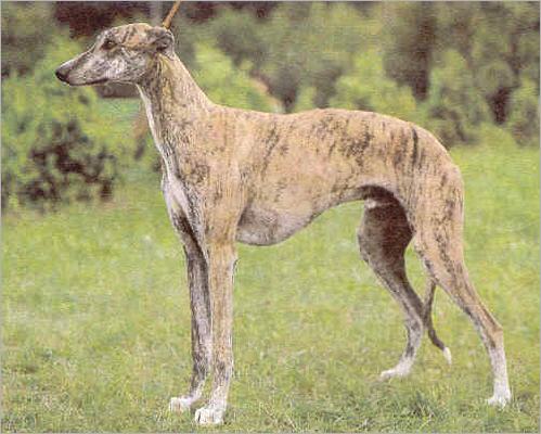 Greyhound-muzzle-Greyhound
