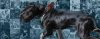 O American Pit Bull Terrier – A saga do gladiador (parte 2) - American Pit Bull Terrier