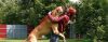 Cão que pula - Perguntas e Respostas sobre Adestramento de Cães e Comportamento Canino