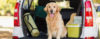 Cães e automóveis – Superando traumas - Adestramento de cães e Comportamento Canino