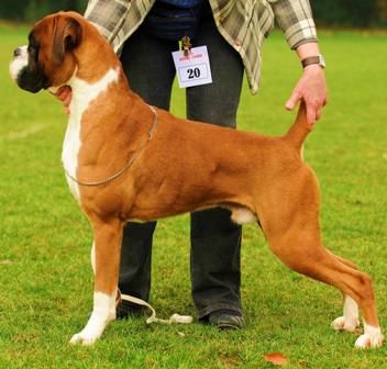 O Boxer Bobtail – Bandog Brasil