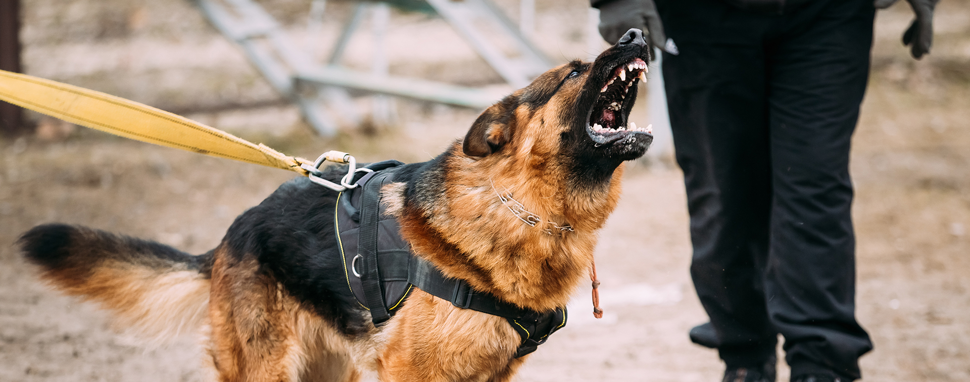 O cão de defesa ideal – Bandog Brasil