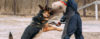 O papel do FIGURANTE no treinamento de cães - Cão de Guarda
