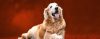 Curso Grátis: Adestramento de cães e comportamento canino