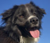 Curso Grátis: Adestramento de cães e comportamento canino