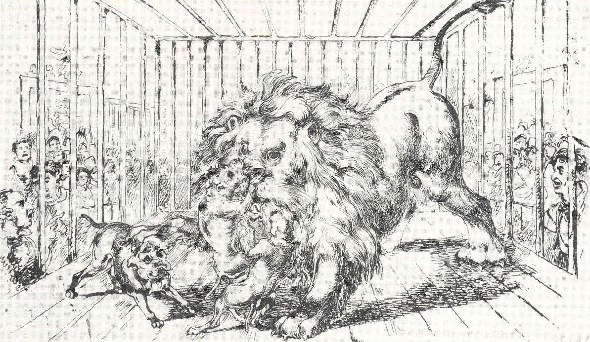 pitbull lutando contra leão
