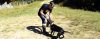 Jairo Teixeira mostra seus PIT BULLS TRADICIONAIS - American Pit Bull Terrier