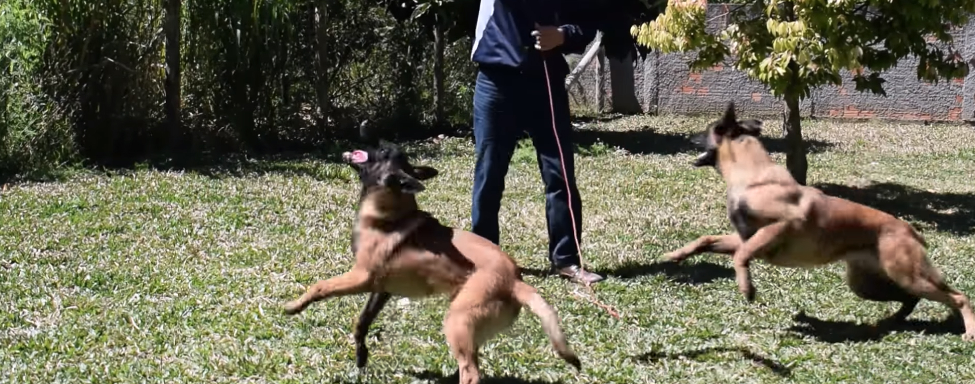 O cão de defesa ideal – Bandog Brasil