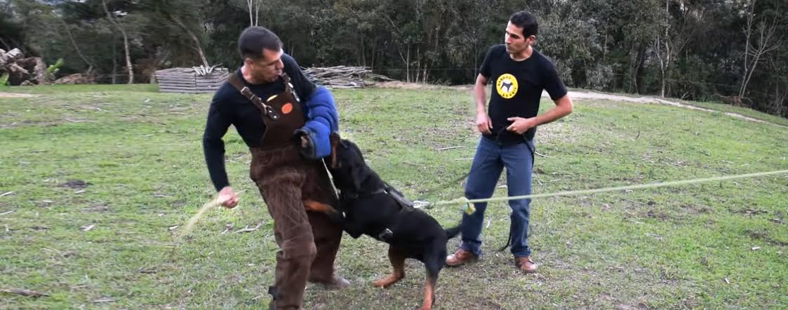 Tem algo ERRADO com o nosso Fila Brasileiro! 