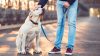 Adestramento de Cães | Aprenda como Adestrar seu cão
