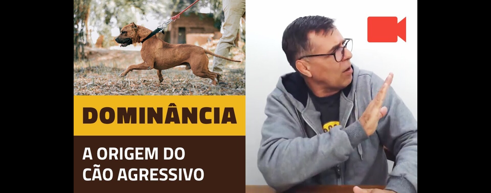 Dominância. A origem do cão agressivo.