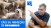 LIVE #045 – Cães de Proteção de Rebanhos.