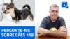 LIVE #054 – Pergunte-me sobre cães #18