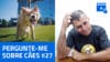 LIVE #066 – Pergunte-me sobre cães #27